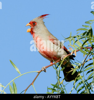 Cardinalis sinuatus mâle Pyrrhuloxia Arizona USA Banque D'Images