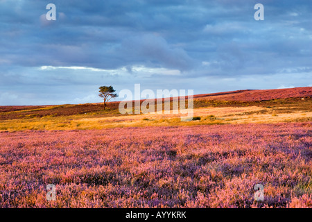 Un arbre isolé entouré par Heather fleurs sur Commondale Moor dans le North York Moors National Park. UK Banque D'Images