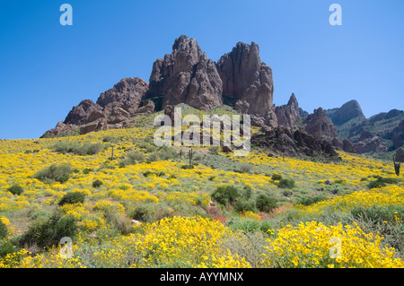 Brittlebush Encelia farinosa Superstition Mountains Arizona USA Banque D'Images