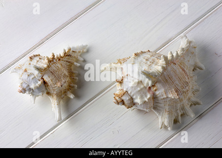 Paire de conques sur une araignée en bois peint blanc à rainure et contexte Banque D'Images