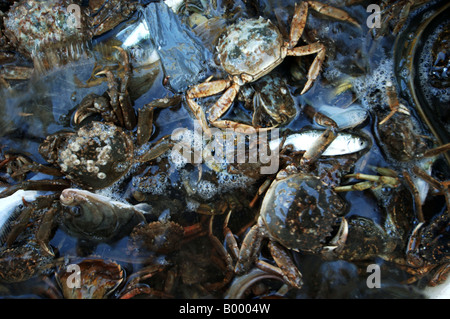 Port de Rotterdam la pêche de l'anguille collection de poissons et de crabes c'est considéré comme un déchet Banque D'Images
