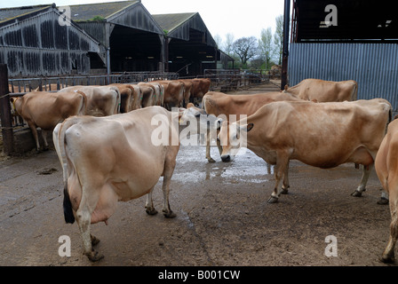 Les vaches s'embrasser dans la cour de ferme Banque D'Images