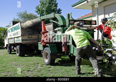 Après le découpage d'un arbre, est faite de copeaux immédiatement depuis une machine mobile. Banlieue Ferndale près de Perth, Australie occidentale. Banque D'Images