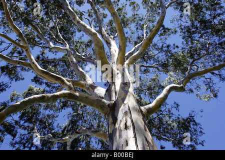 Arbre généalogique de la Reine Banque D'Images