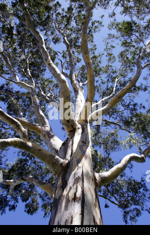 L'arbre de la Reine. Banque D'Images