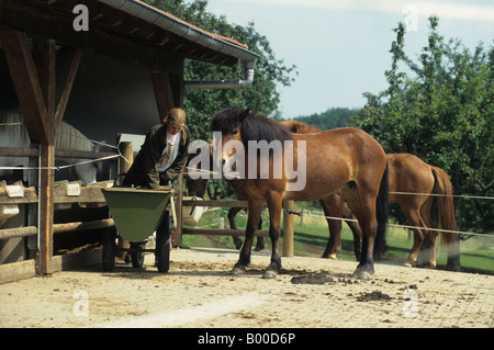 Alimentation fille chevaux Equus caballus dans une cour de concentrés Banque D'Images