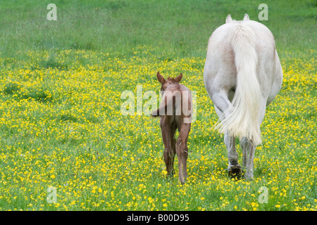 Jument grise avec de très jeunes chevaux poulain brun marche loin de l'appareil photo dans un champ de renoncules Banque D'Images