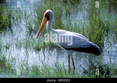 Bec jaune stork Mycteria ibis en eau peu profonde dans la saison des pluies, Masai Mara, Kenya Banque D'Images