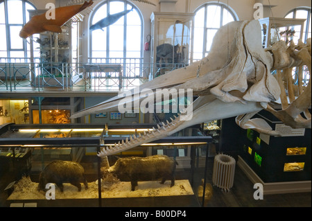 Musée d'HISTOIRE NATURELLE - Lille - Nord - FRANCE Banque D'Images