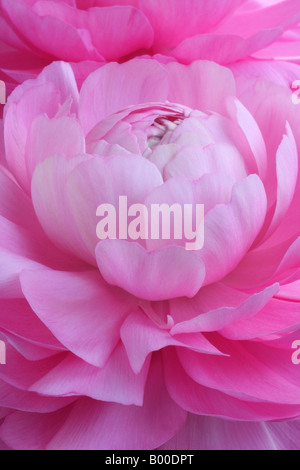 Ranunculus asiaticus renoncule, Perse, gros plan de fleur double rose Banque D'Images