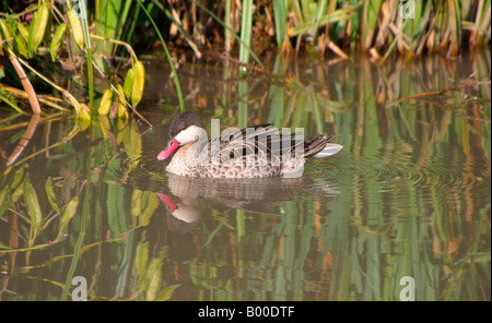 Red-billed pintail Anas erythrorhyncha Banque D'Images