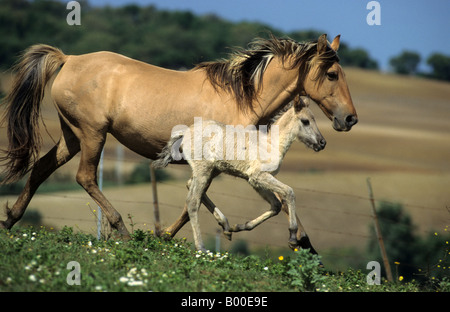 Sorraia (Equus caballus), mare avec poulain trottant sur un pré Banque D'Images
