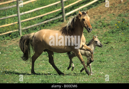 Sorraia (Equus caballus), mare avec poulain trottant sur un pré Banque D'Images
