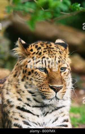 Panthère Cotswold Wildlife Park Burford Angleterre Banque D'Images