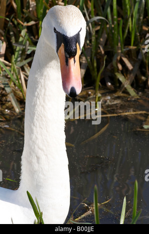 S/N mâles Swan hâte montrant Tête et cou cygne muet olor protéger son nid à Cambridge près de sentier Banque D'Images