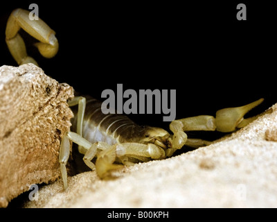 Hairy géant Scorpion du désert de l'Arizona (ou Scorpion velu) Hadrurus arizonensis guettant leur proie. Banque D'Images