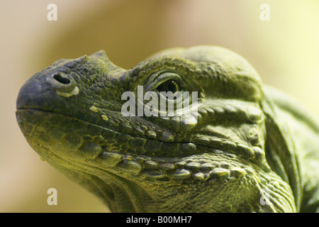 Iguane rhinocéros Burford Cotswold Wildlife Park Angleterre Banque D'Images