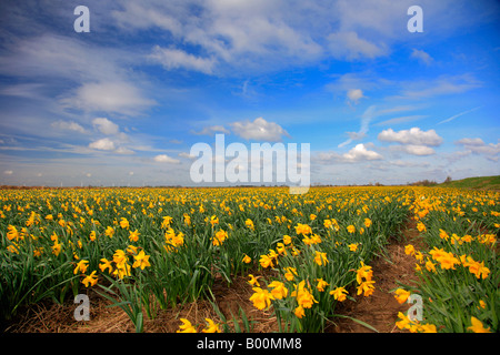 Printemps jonquilles jaune dans un champ près de Lincolnshire Angleterre Grande-bretagne Royaume-uni Spalding Banque D'Images