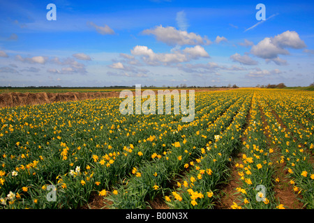 Printemps jonquilles jaune dans un champ près de Lincolnshire Angleterre Grande-bretagne Royaume-uni Spalding Banque D'Images