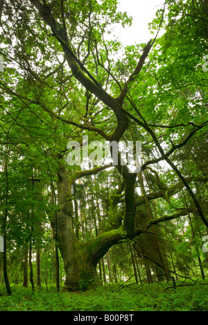 Arbre de chêne dans la forêt - Mazurie, Pologne. Banque D'Images