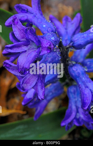 Fleur de Jacinthe dans la pluie, parsemé de gouttelettes d'eau. Banque D'Images