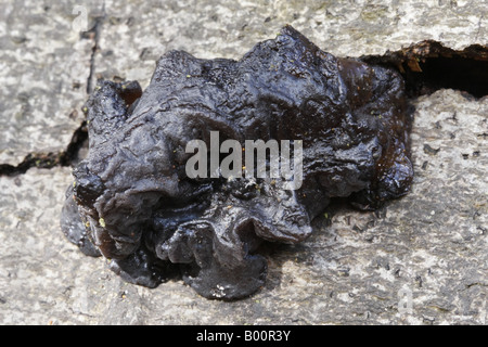 Champignons Beurre des sorcières, Exidia glandulosa Banque D'Images