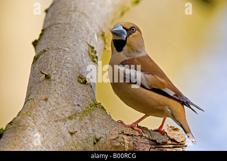 Coccothraustes coccothraustes HAWFINCH Femme perché dans un arbre de charme. Banque D'Images