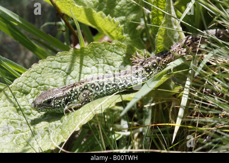 Sand lizard Lacerta agilis mâle Banque D'Images