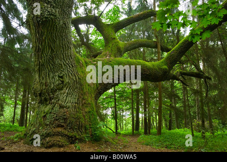 Mighty Oak dans le bois - Mazurie, Pologne. Banque D'Images