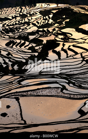 Les belles terrasses de riz en Yuan Yang Chine Yunnan Banque D'Images