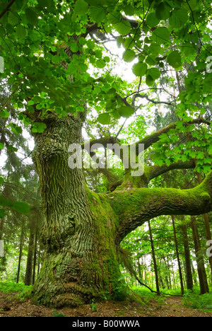 Mighty Oak dans le bois - Mazurie, Pologne. Banque D'Images