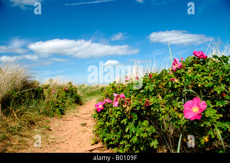 Chien rose à fleurs roses poussent sur le bord d'un sentier de sable. Banque D'Images