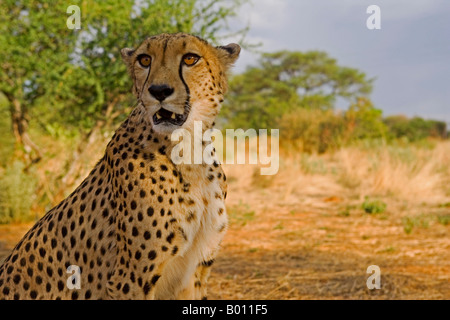 La Namibie, région d'Erongo, Damarland. Un Guépard (Acinonyx jubatus). Le mot 'cheetah' est dérivé d'un mot sanskrit chitrakayah Banque D'Images