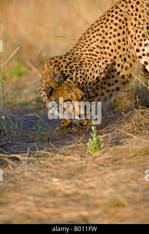 La Namibie, région d'Erongo, Damarland. Un Guépard (Acinonyx jubatus). Le mot 'cheetah' est dérivé d'un mot sanskrit chitrakayah Banque D'Images