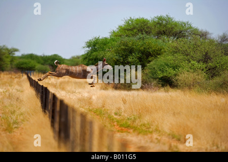 La Namibie, région d'Erongo, Okahandja. Un Koudou (Tragelaphus strepsiceros) montre ses prouesses atheltic comme il saute une barrière de séparation. Banque D'Images