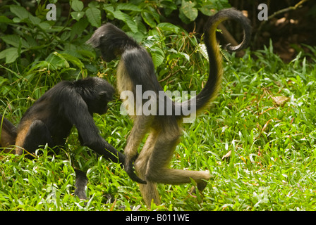 Pérou, Amazon, Amazon River. Les Singes araignées au parc zoologique de Quistococha, dans Iquitos. Banque D'Images