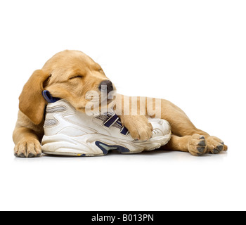 9 semaine vieille croix Labrador chiot Golden Retriever dormant sur une chaussure de course blanc sur fond blanc Banque D'Images