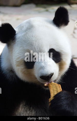 Biscuit avec Panda, Zoo de Chiang Mai, Thaïlande Banque D'Images
