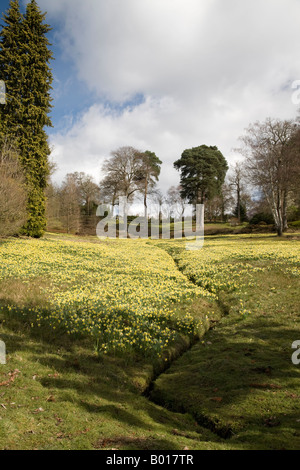 Jonquilles naturalisées au début du printemps Banque D'Images