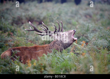 Red Deer stag pendant l'automne de l'Ornière Banque D'Images