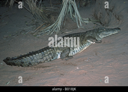 Crocodile du Nil reposant sur banc de la nuit la réserve de Shaba Kenya Banque D'Images