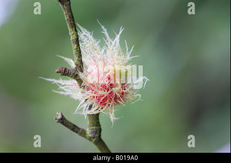 Leptopterna dolabrata bedeguar gall ou Robin's pincushion sur wild rose Banque D'Images