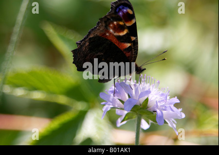 Peacock butterfly Inachis io Banque D'Images