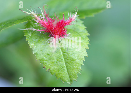 Leptopterna dolabrata bedeguar gall ou Robin's pincushion sur wild rose Banque D'Images