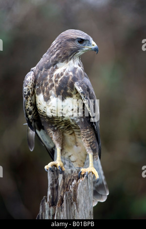 Buzzard Buteo buteo perché sur un post, Cornwall Banque D'Images