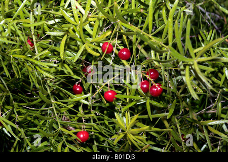 Fern Emerald/asperges/arbuste de la sétaire verte/Fruits-Asparagus Sprenger Asparagus densiflorus sprengeri A. [auparavant]-Famille Liliaceae Banque D'Images