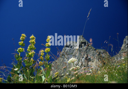 Grande Gentiane jaune (Gentiana lutea), Oberland Bernois, Suisse Banque D'Images