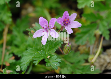 Dans Storksbill commun close up Banque D'Images