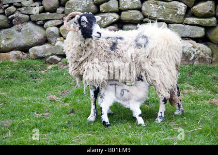 Mère et son jeune mouton agneau alimentation dans le Yorkshire, en Angleterre, l'alimentation de la mère de l'agneau, l'agneau de lait des mères, mères de boire du lait, Banque D'Images