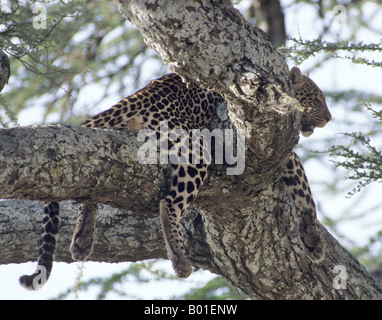 Leopard se prélasser dans un acacia. Banque D'Images